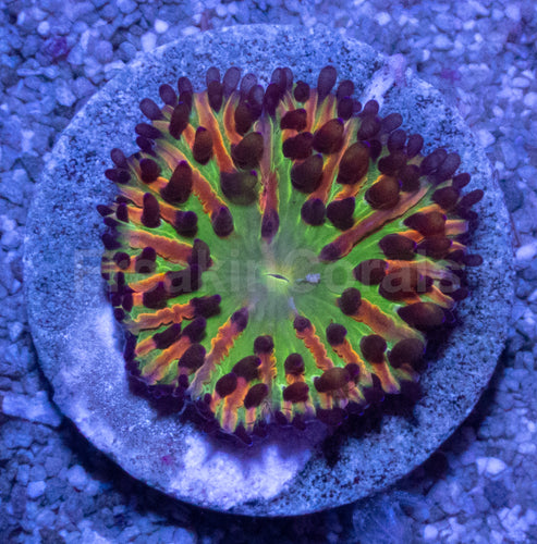 Solar Burst Cycloseris