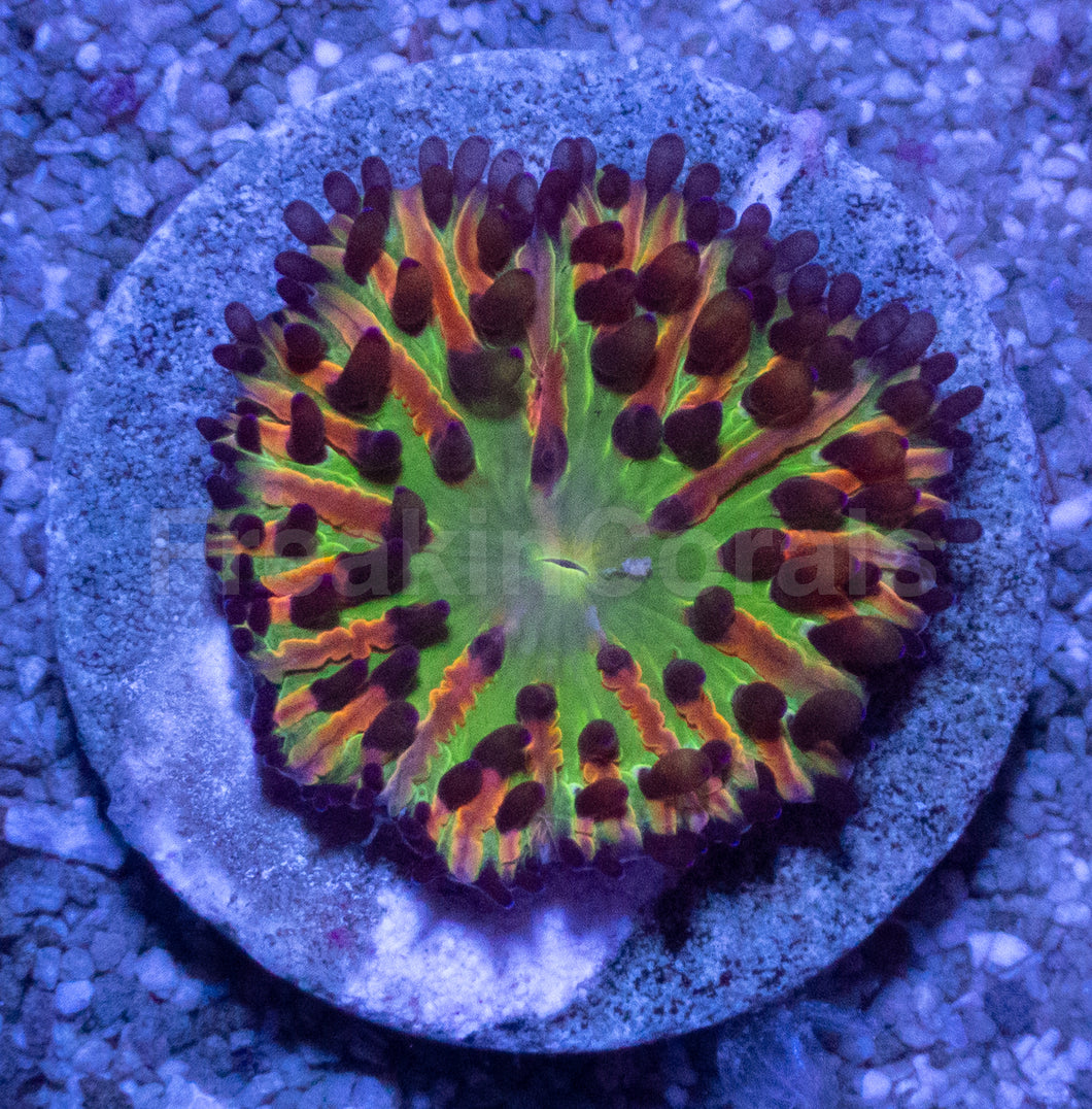 Solar Burst Cycloseris