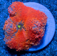 Load image into Gallery viewer, Inferno Sun Ricordea Yuma