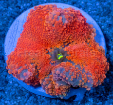 Load image into Gallery viewer, Inferno Sun Ricordea Yuma