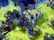 Load image into Gallery viewer, Aurora Veil Catalaphyllia