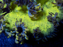 Load image into Gallery viewer, Aurora Veil Catalaphyllia