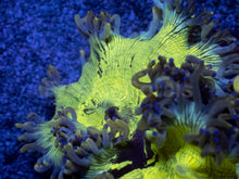 Load image into Gallery viewer, Aurora Veil Catalaphyllia