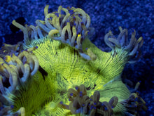 Load image into Gallery viewer, Aurora Veil Catalaphyllia