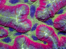 Load image into Gallery viewer, Rainbow Heart Symphyllia