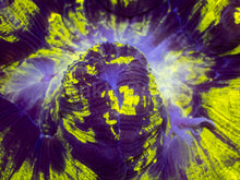 Load image into Gallery viewer, Toxic Eclipse Wellsophyllia