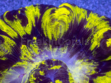 Load image into Gallery viewer, Toxic Eclipse Wellsophyllia