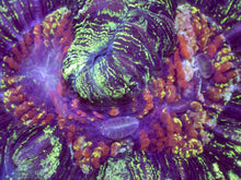 Load image into Gallery viewer, Infernal Bloom Wellsophyllia