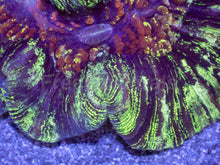 Load image into Gallery viewer, Infernal Bloom Wellsophyllia