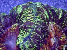 Load image into Gallery viewer, Infernal Bloom Wellsophyllia