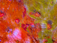 Load image into Gallery viewer, Solar Fusion Chalice