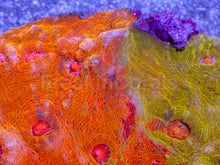 Load image into Gallery viewer, Solar Fusion Chalice