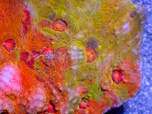 Load image into Gallery viewer, Solar Fusion Chalice