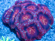 Load image into Gallery viewer, Crimson Fusion Acanthastrea
