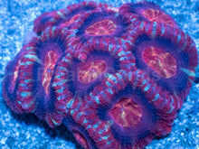 Load image into Gallery viewer, Crimson Fusion Acanthastrea