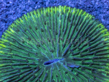 Load image into Gallery viewer, Emerald Disc Fungia