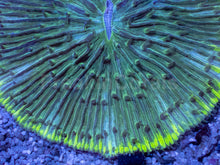 Load image into Gallery viewer, Emerald Disc Fungia