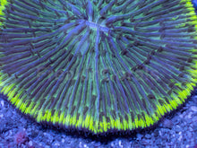 Load image into Gallery viewer, Emerald Disc Fungia