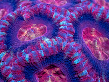 Load image into Gallery viewer, Crimson Fusion Acanthastrea