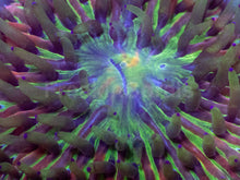 Load image into Gallery viewer, Solar Burst Cycloseris