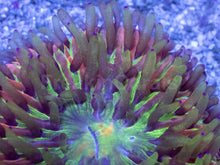 Load image into Gallery viewer, Solar Burst Cycloseris