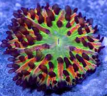 Load image into Gallery viewer, Solar Burst Cycloseris