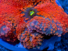 Load image into Gallery viewer, Inferno Sun Ricordea Yuma