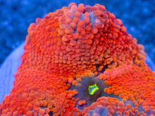 Load image into Gallery viewer, Inferno Sun Ricordea Yuma