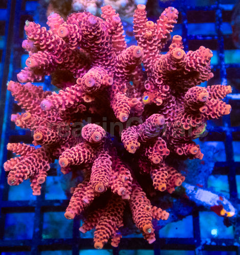 Flaming Rose Millepora