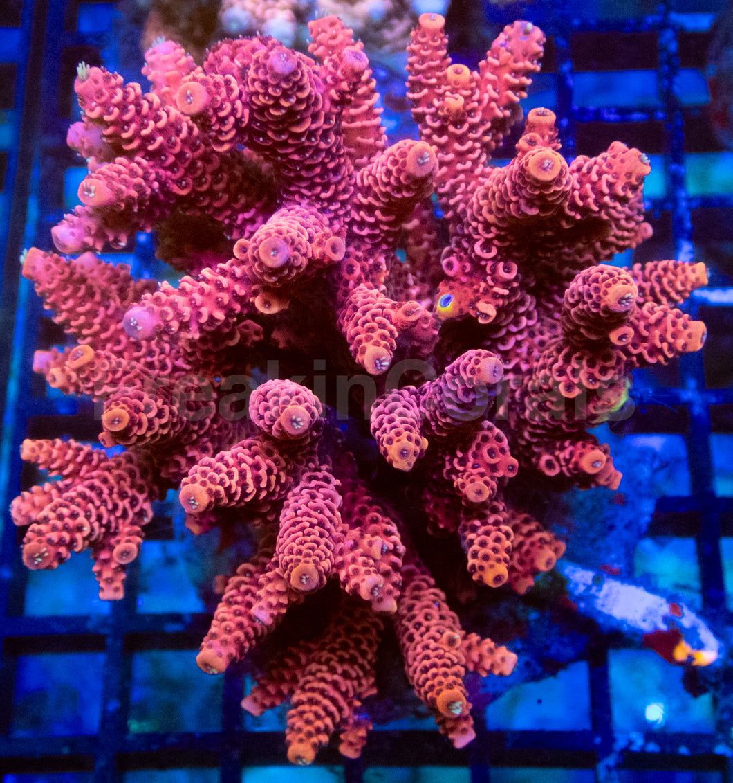 Flaming Rose Millepora (Cut-to-Order)