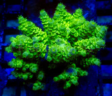 Carregar imagem no visualizador da galeria, Neon Venom Tenuis (Cut-to-Order)