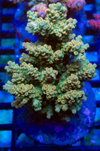 Carregar imagem no visualizador da galeria, Pikachu Acropora (Cut-to-Order)