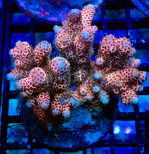 Carregar imagem no visualizador da galeria, Pastel Rose Millepora (Cut-to-Order)