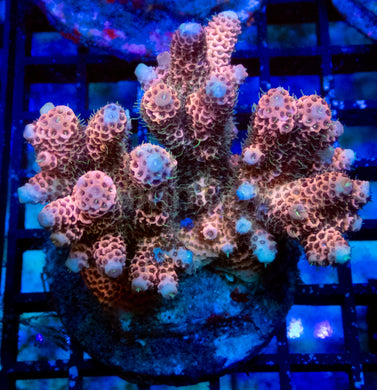 Pastel Rose Millepora (Cut-to-Order)