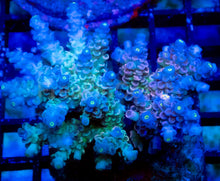 Carregar imagem no visualizador da galeria, Pink Ice Tenuis (Cut-to-Order)