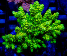 Carregar imagem no visualizador da galeria, Neon Venom Tenuis (Cut-to-Order)