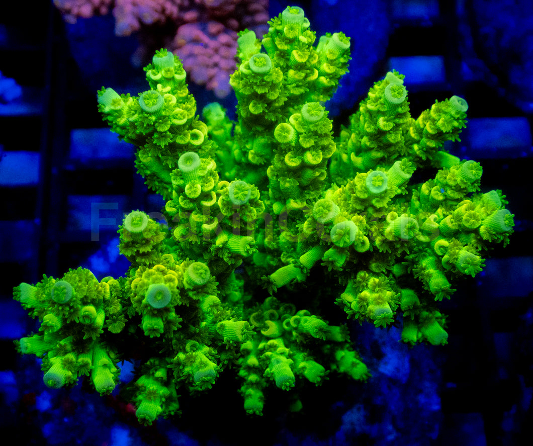 Neon Venom Tenuis (Cut-to-Order)