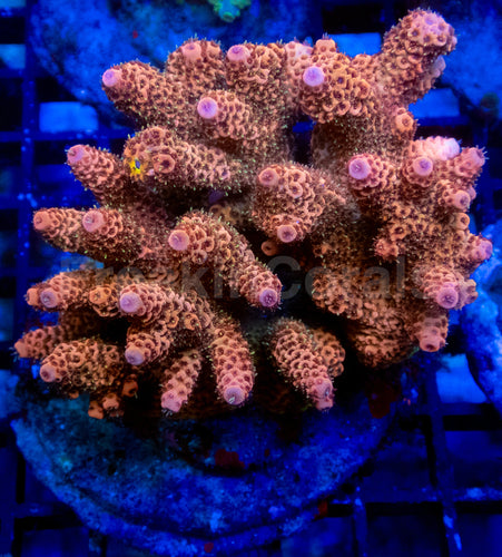 Solar Flare Millepora (Cut-to-Order)