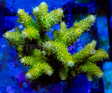 Load image into Gallery viewer, Golden Halo Millepora (Cut-to-Order)