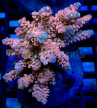 Load image into Gallery viewer, Jigglypuff Tenuis (Cut-to-Order)