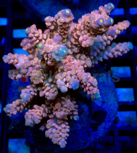 Jigglypuff Tenuis (Cut-to-Order)