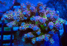 Load image into Gallery viewer, Cherry Bomb Tenuis (Cut-to-Order)