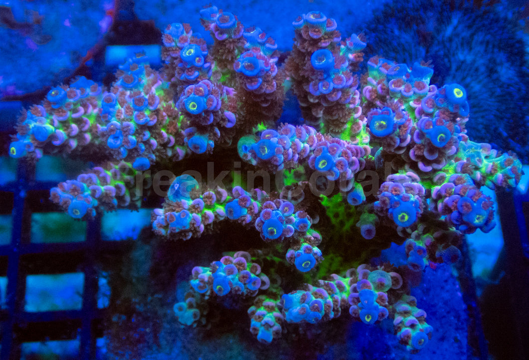 Cherry Bomb Tenuis (Cut-to-Order)