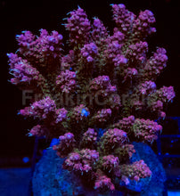 Load image into Gallery viewer, Blush Prism Microclados (Cut-to-Order)