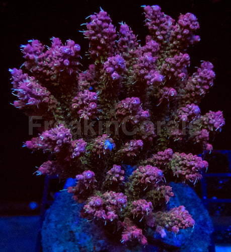 Blush Prism Microclados (Cut-to-Order)