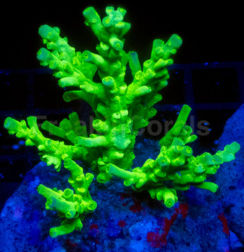 Toxic Glow Tenuis (Cut-to-Order)