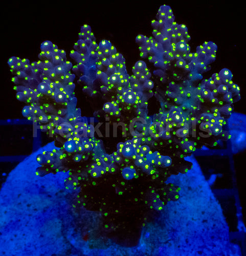 TriNova Valida (Cut-to-Order)