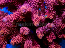 Carregar imagem no visualizador da galeria, Flaming Rose Millepora (Cut-to-Order)