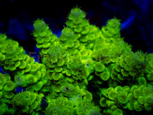 Carregar imagem no visualizador da galeria, Neon Venom Tenuis (Cut-to-Order)