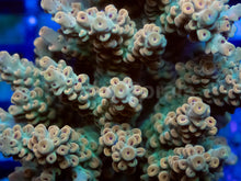 Carregar imagem no visualizador da galeria, Pikachu Acropora (Cut-to-Order)